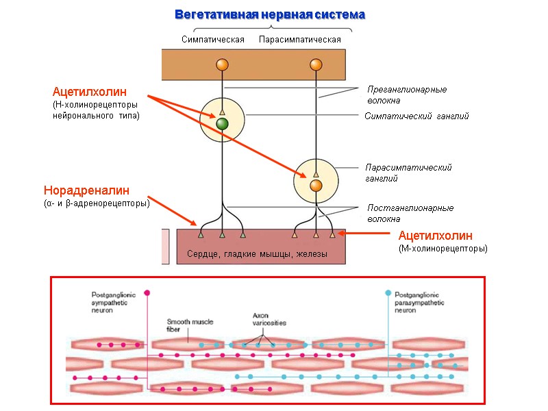Сердце, гладкие мышцы, железы Парасимпатическая Cимпатическая Преганглионарные волокна Постганглионарные волокна Симпатический ганглий Парасимпатический ганглий